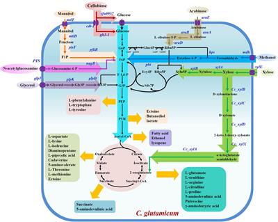 Recent Progress on Chemical Production From Non-food Renewable Feedstocks Using Corynebacterium glutamicum